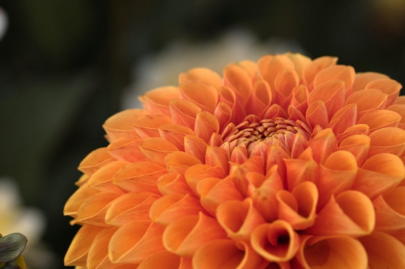 Botanical Conservatory Wedding